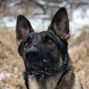 Meet your Posher, Emma